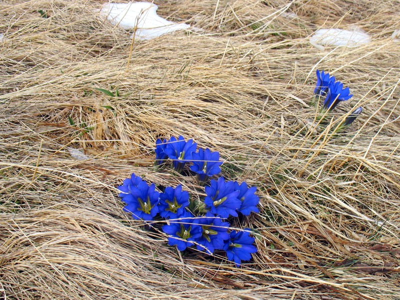 Вот такие замечательные цветы в ПриДата: 1-4 мая 2011 годаФо